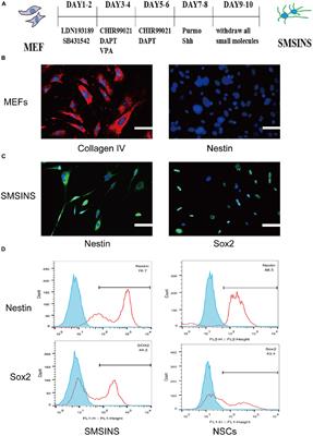 Valproic Acid Enhances Reprogramming Efficiency and Neuronal Differentiation on Small Molecules Staged-Induction Neural Stem Cells: Suggested Role of mTOR Signaling